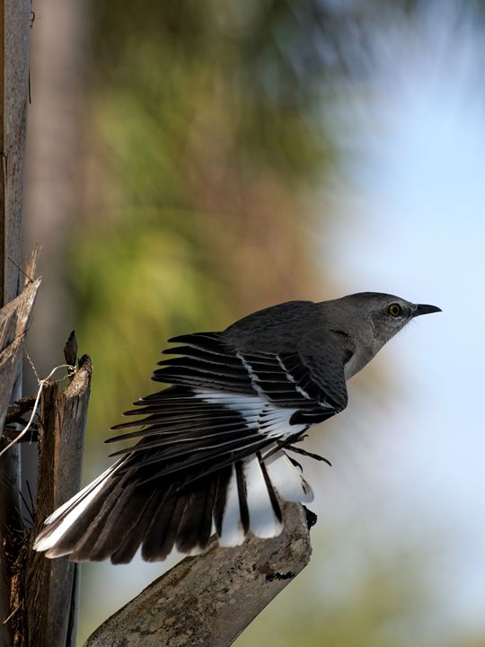 Northern Mockingbird Showing Off - Jill Nightingale - Photography, Animals, Birds, & Fish, Birds, Mockingbird - ArtPal Northern Mockingbird Showing Off - Jill Nightingale - Photography, Animals, Birds, & Fish, Birds, Mockingbird - ArtPal