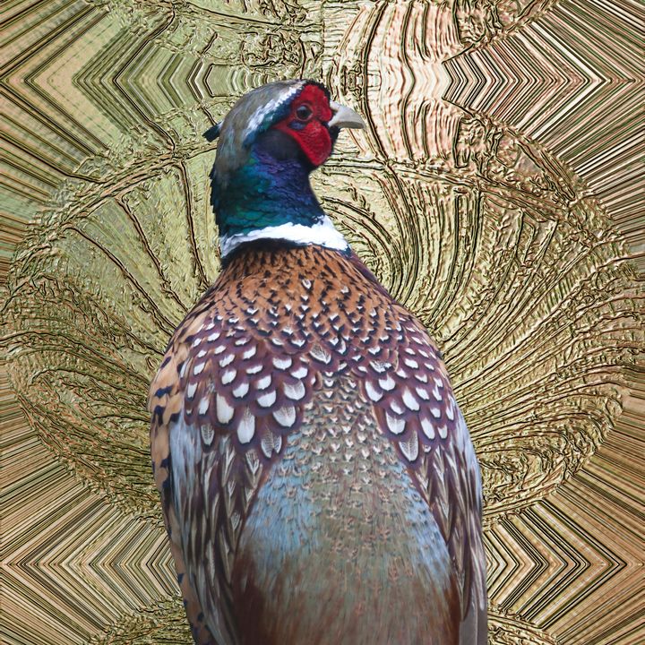 Pheasant - MercurywellArts