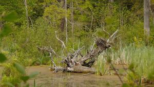 Swamp Root