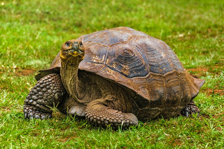 Galapagos Giant Turtle, Ecuador - Photography - Photography, Animals ...