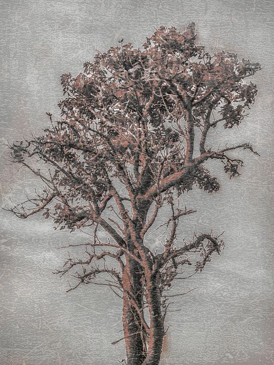 Big Tree Photo Illustration - Photography