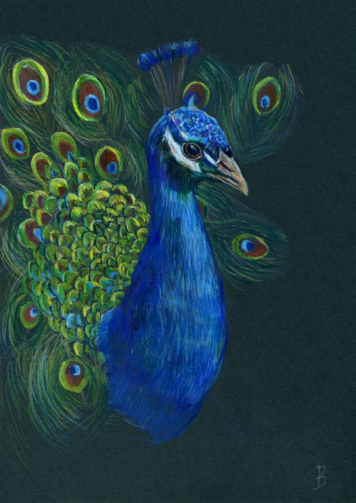 Original Peacock Drawing on Black - Nika_art - Drawings & Illustration,  Animals, Birds, & Fish, Birds, Peacocks - ArtPal