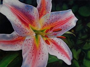 Lily