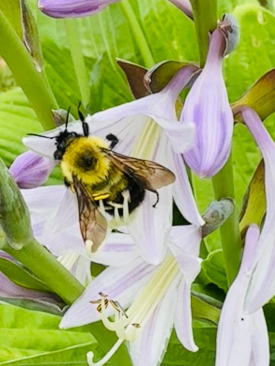Bumblebee - Cedar Breeze - Photography, Animals, Birds, & Fish, Bugs ...