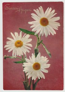 Vintage postcard printed in Italy. - Nita’s Gallery