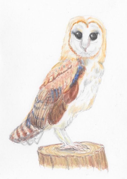 Owl Drawing, Wildlife Art, Coloured Pencil Drawing, Barn Owl