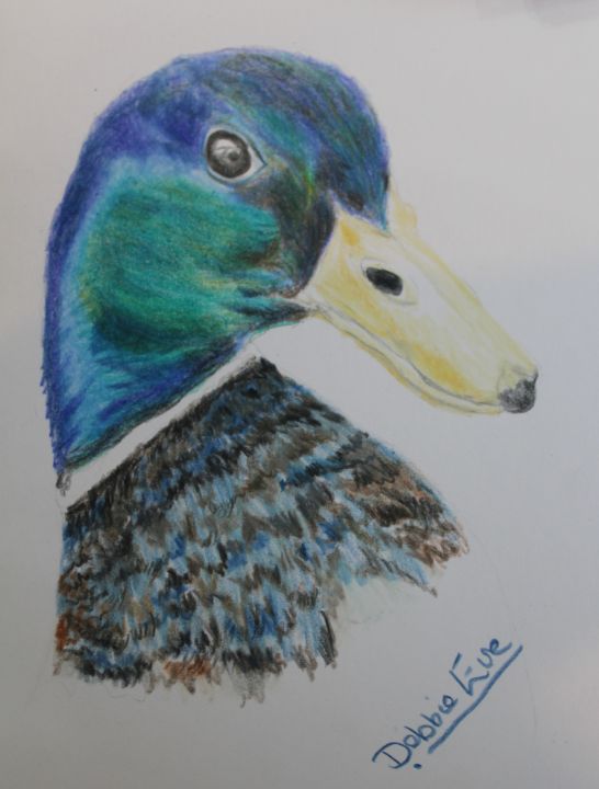 Drake Mallard Duck illustration in pen  ink  Bird drawings Duck art  Hunting drawings