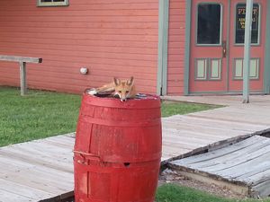Fox on a barrel