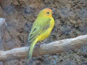 Yellow Bird