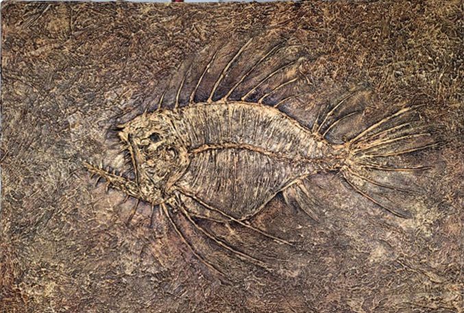 Fossil Fish - Tim Collins Art
