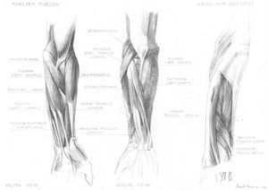Anatomical study