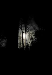 Moonlight in the forest