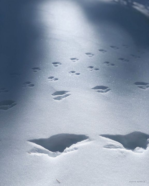 Animal Tracks of the Rocky Mountains