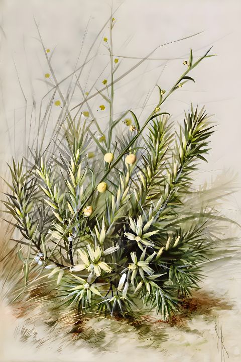 Acacia stenoptera Benth - From Natures Arms