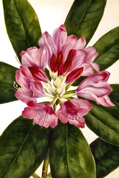 Mountain RoseBay Rhododendron catawb - From Natures Arms