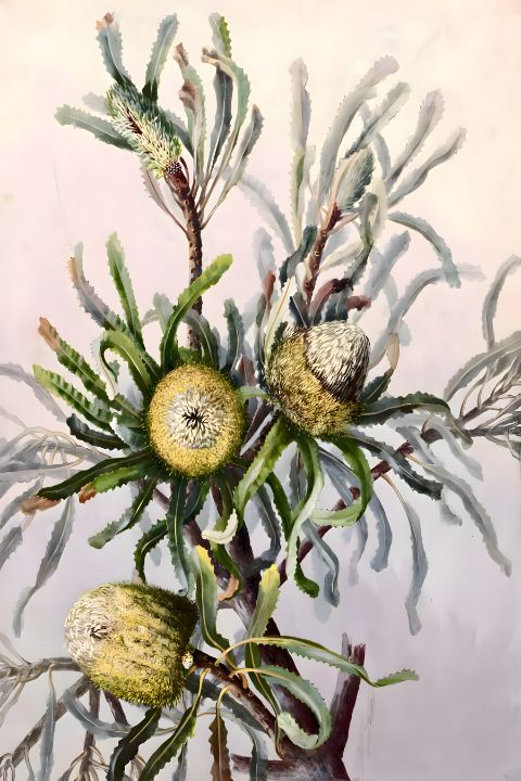 Banksia menziesii RBr family - From Natures Arms