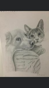 Cat & dog