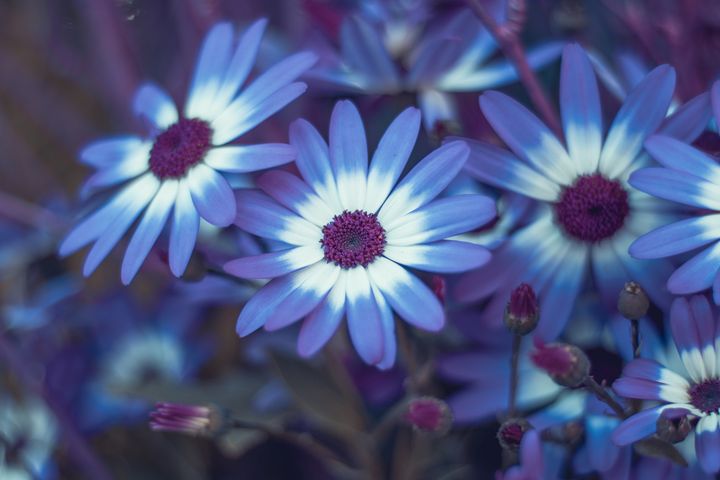 Blue Blue more Purple - Drakelis Photography
