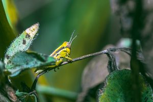 Grasshopper Season #2