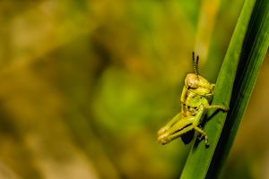 Grasshopper Season #2