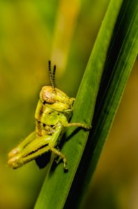 Grasshopper Season