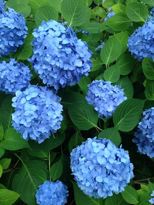 Hydrangea - Peachtree Marketing International
