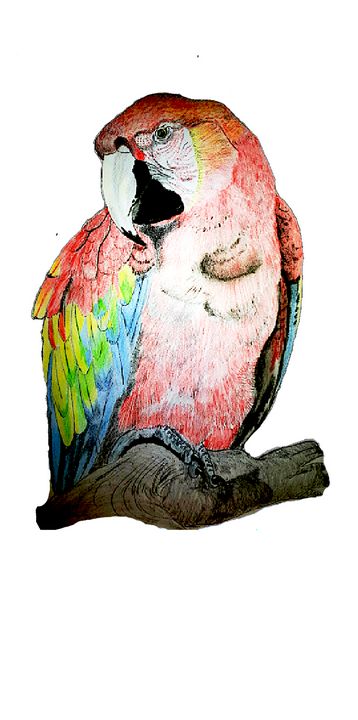 Download Colorful Parrot on Flowers PNG Online - Creative Fabrica