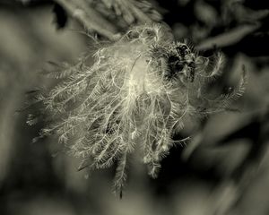 Feathery Apparition