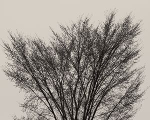 Profusion