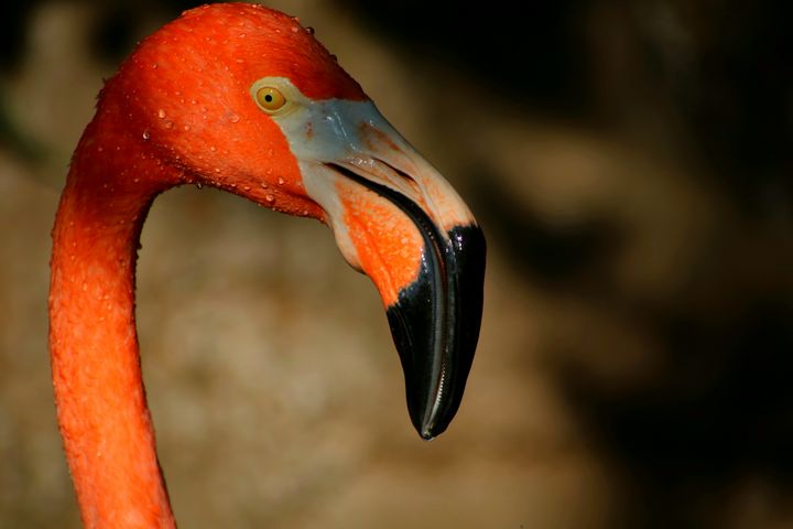 Water drops covers the flamingo head - LaMaccPhotography
