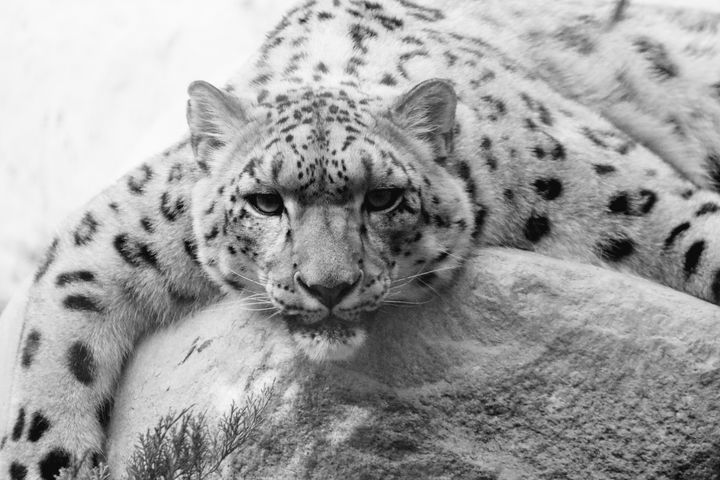 Snow Leopard Lounging - LaMaccPhotography