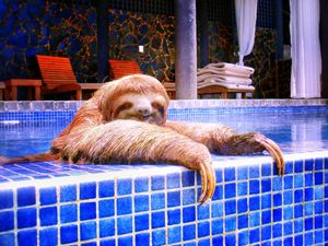 Lola Taking a Dip