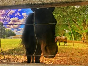Dark Horse Miniature