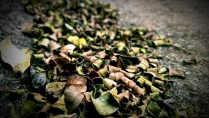 Dried leaves on pavement