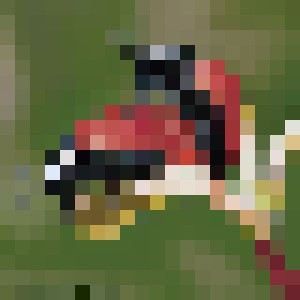 Coccifuck