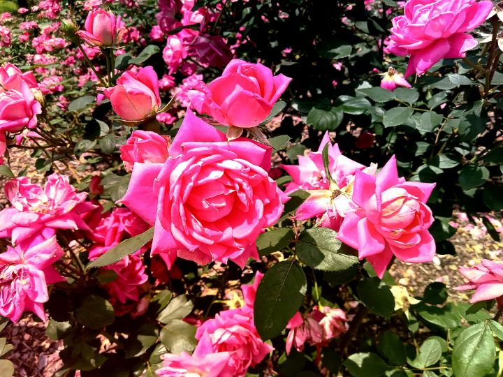 A Garden Charlys Presley Photography, Flowers, Plants, & Trees