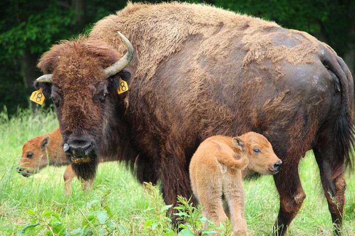 Buffalo Mother and Calves - Annise Cibrian Photography - Photography ...