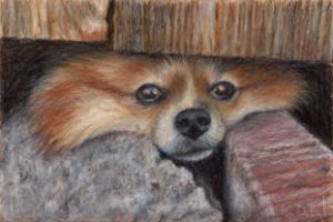 CUTE LULU DA POMERANIA DOG - MONTORO - Drawings & Illustration, Animals,  Birds, & Fish, Dogs & Puppies, Pomeranian - ArtPal