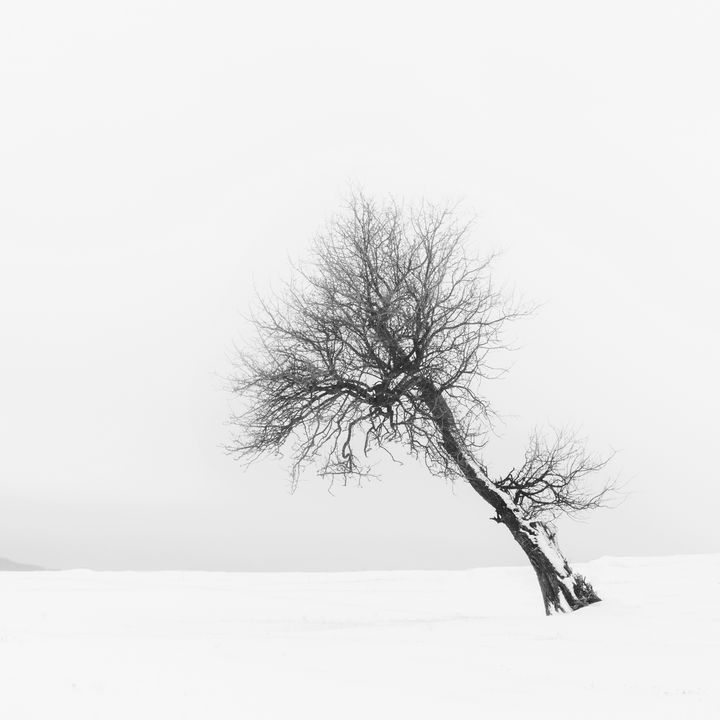 Hokkaido Tree - Dan Dragos