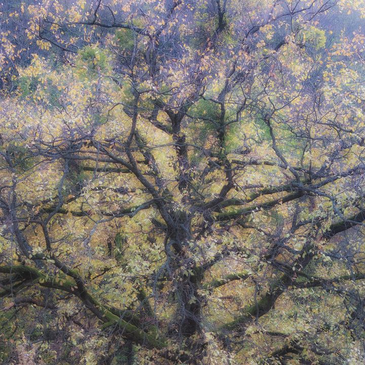 Colorful tree autumn landscape - Dan Dragos