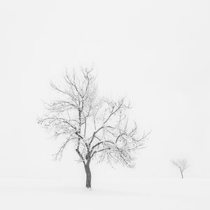 Two trees. Winter landscape