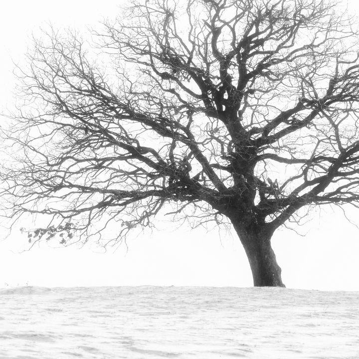 Tree of life in winter. Minimalist - Dan Dragos