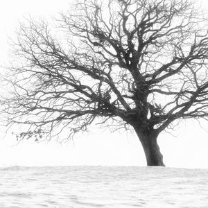 Tree of life in winter. Minimalist