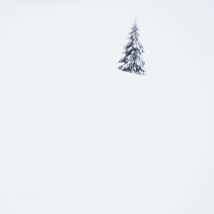 Lonely Tree. Minimalist winter - Dan Dragos
