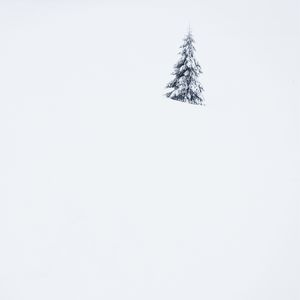 Lonely Tree. Minimalist winter