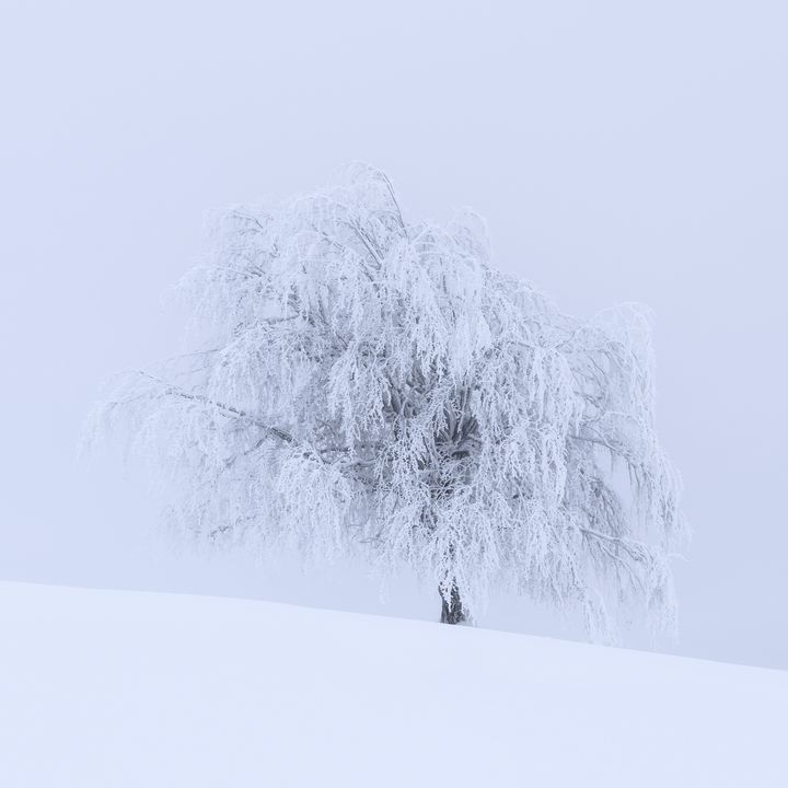 Minimalist winter Tree - Dan Dragos
