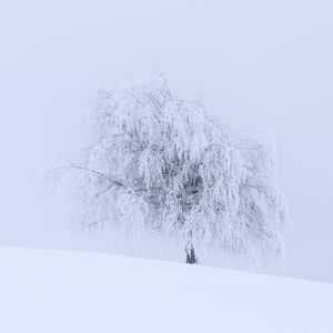 Minimalist winter Tree