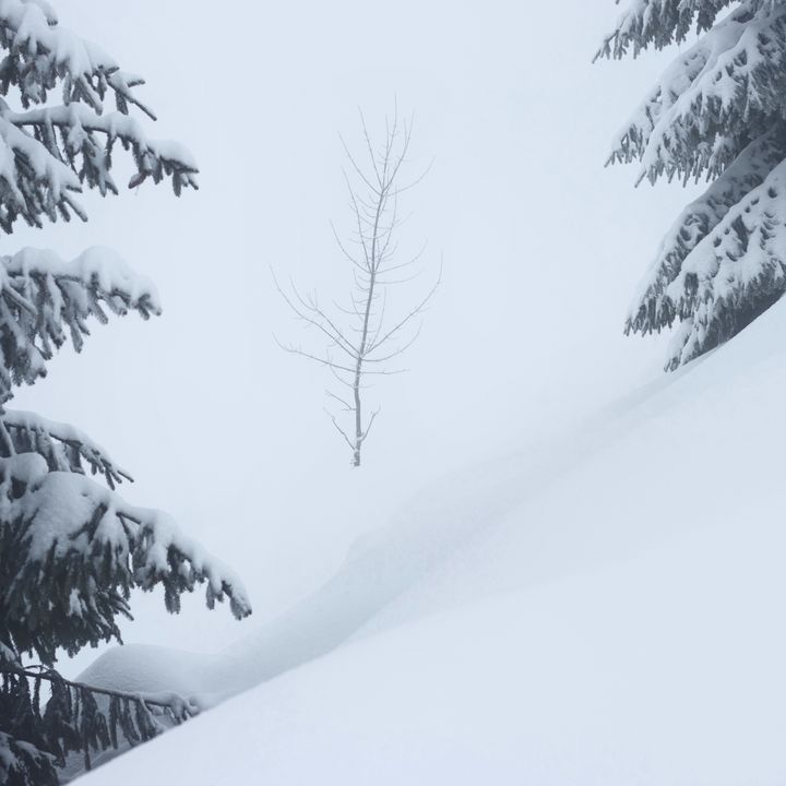 Minimalist winter landscape tree - Dan Dragos