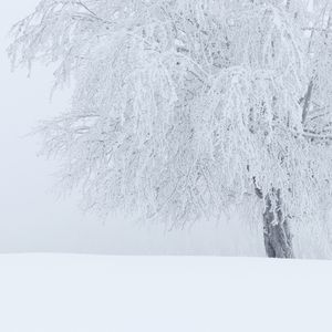 Minimalist Winter Landscape tree