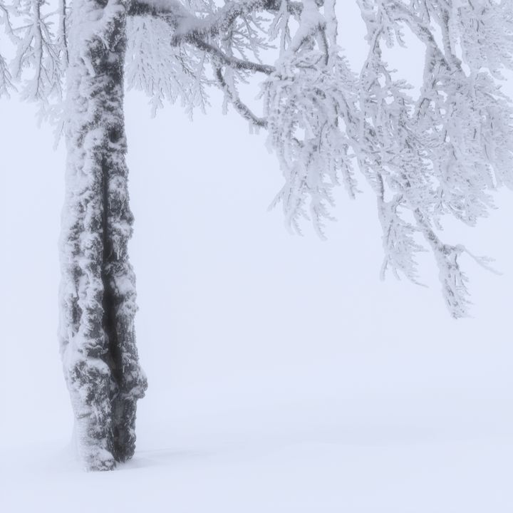 Winter Tree Minimalist Landscape - Dan Dragos